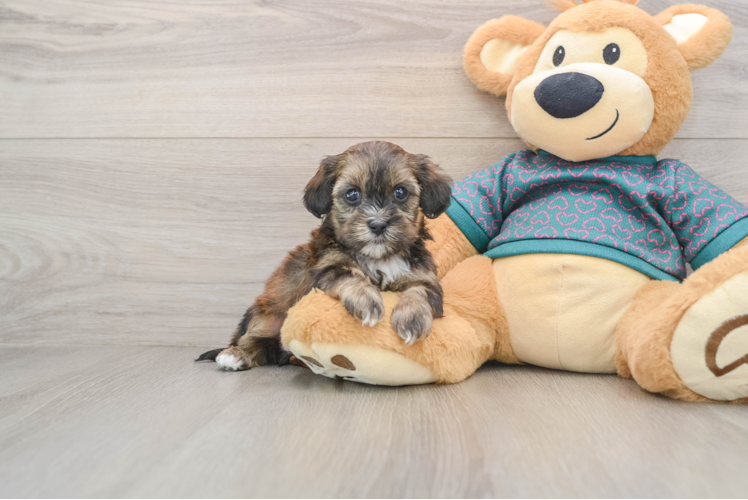 Shih Poo Puppy for Adoption