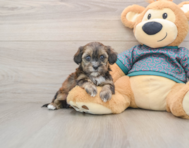 8 week old Shih Poo Puppy For Sale - Simply Southern Pups