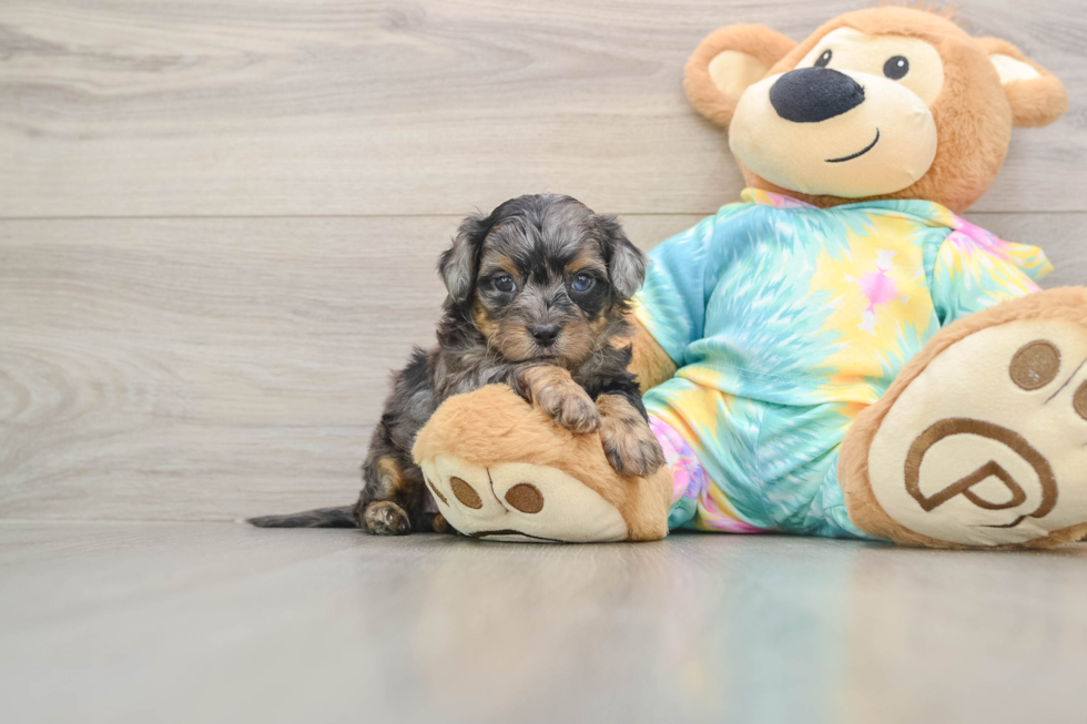 Small Shih Poo Baby