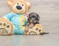 5 week old Shih Poo Puppy For Sale - Simply Southern Pups