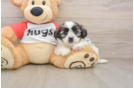 Friendly Shih Poo Baby