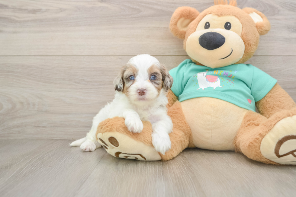 Best Shih Poo Baby