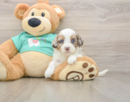 8 week old Shih Poo Puppy For Sale - Simply Southern Pups