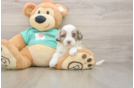 Petite Shih Poo Poodle Mix Pup