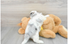 Shih Poo Puppy for Adoption