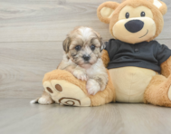 9 week old Shih Poo Puppy For Sale - Simply Southern Pups