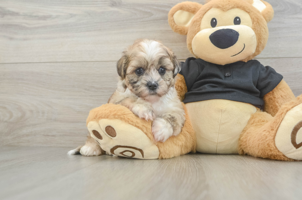5 week old Shih Poo Puppy For Sale - Simply Southern Pups