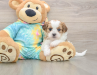 5 week old Shih Poo Puppy For Sale - Simply Southern Pups