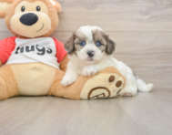 7 week old Shih Poo Puppy For Sale - Simply Southern Pups