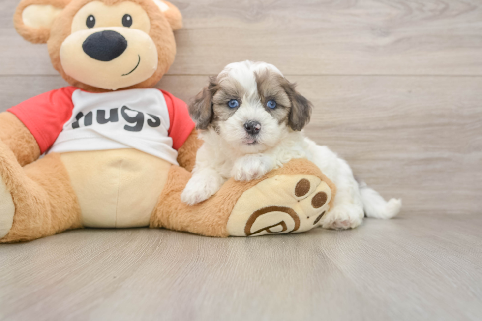 Best Shih Poo Baby