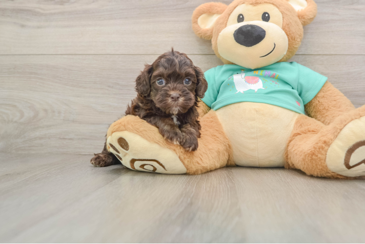 Friendly Shih Poo Baby