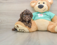 7 week old Shih Poo Puppy For Sale - Simply Southern Pups