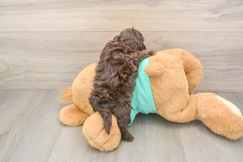 Sweet Shih Poo Baby