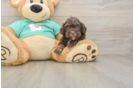 Shih Poo Puppy for Adoption