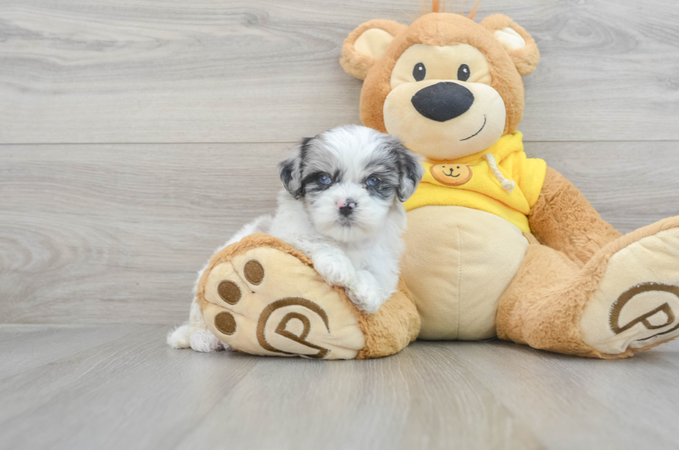 8 week old Shih Poo Puppy For Sale - Simply Southern Pups