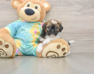 6 week old Shih Poo Puppy For Sale - Simply Southern Pups