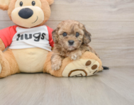 7 week old Shih Poo Puppy For Sale - Simply Southern Pups