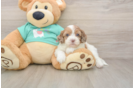 Shih Poo Pup Being Cute