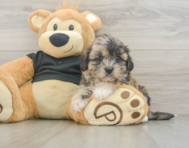9 week old Shih Poo Puppy For Sale - Simply Southern Pups