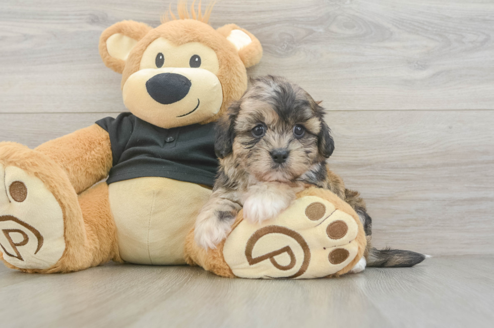 5 week old Shih Poo Puppy For Sale - Simply Southern Pups
