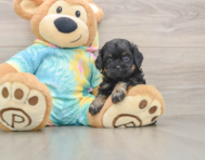 5 week old Shih Poo Puppy For Sale - Simply Southern Pups