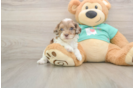 Sweet Shih Poo Baby