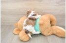 Hypoallergenic Shih Poo Poodle Mix Puppy