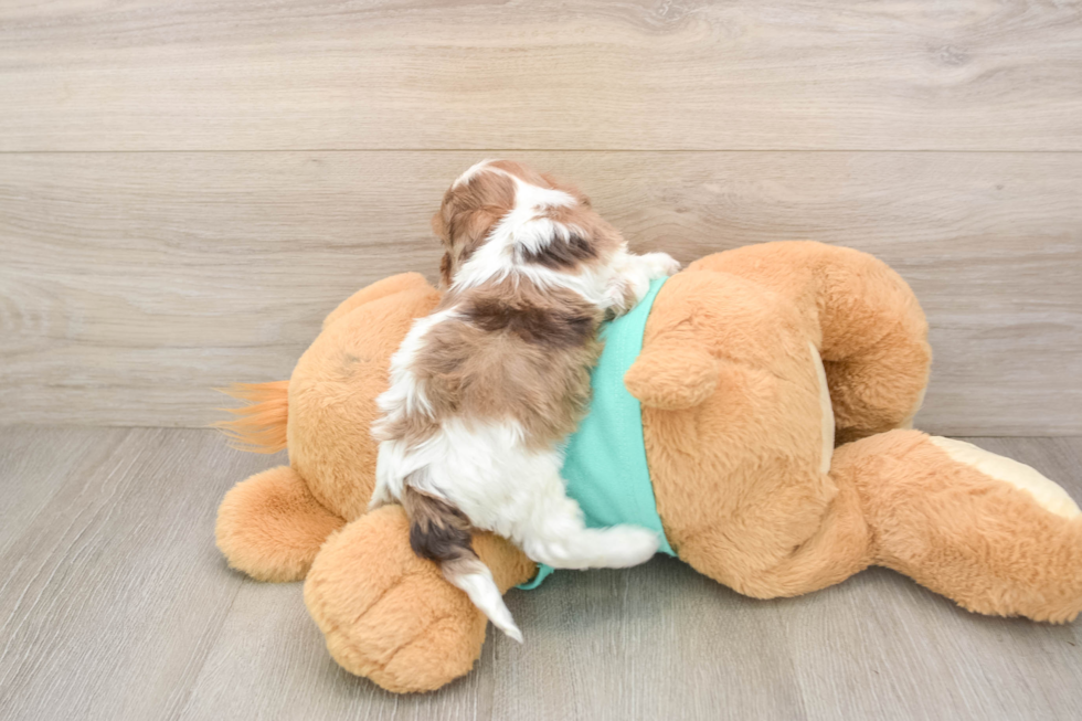 Hypoallergenic Shih Poo Poodle Mix Puppy