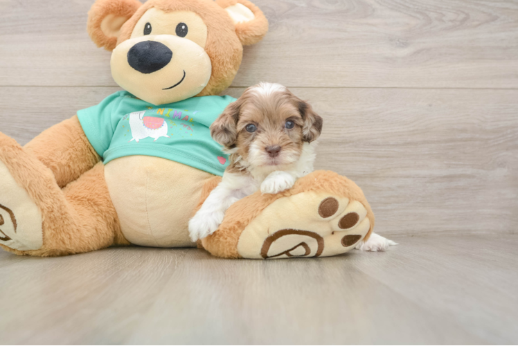 Popular Shih Poo Poodle Mix Pup