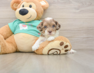 7 week old Shih Poo Puppy For Sale - Simply Southern Pups