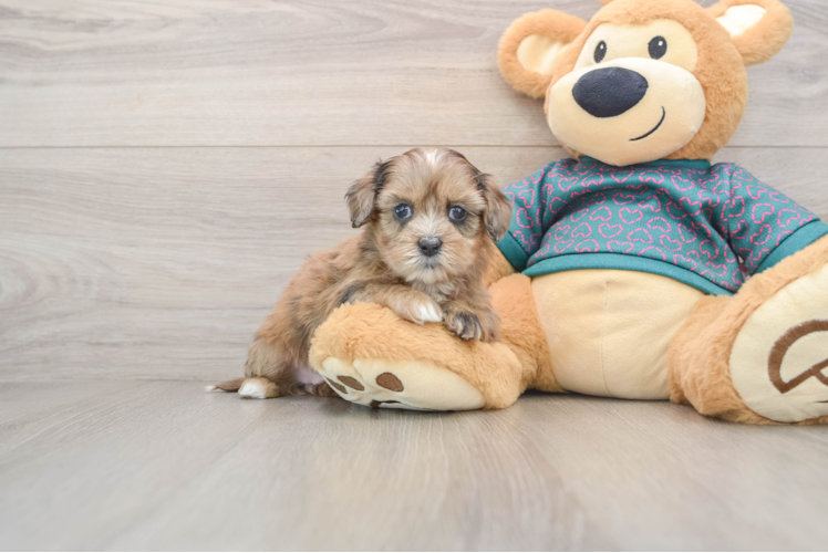 Playful Shih Poo Poodle Mix Puppy