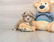 8 week old Shih Poo Puppy For Sale - Simply Southern Pups