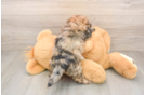 Adorable Shih Poo Poodle Mix Puppy