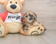 7 week old Shih Poo Puppy For Sale - Simply Southern Pups