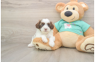 Small Shih Poo Baby