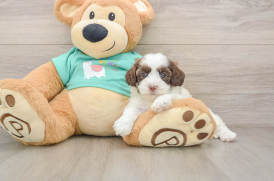 Shih Poo Puppy for Adoption