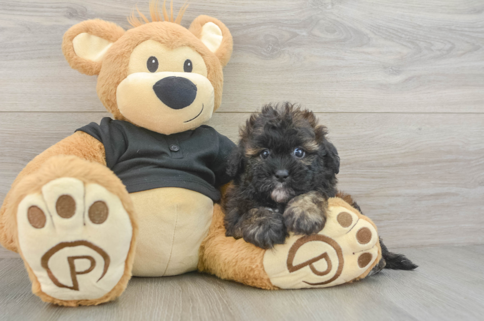 5 week old Shih Poo Puppy For Sale - Simply Southern Pups