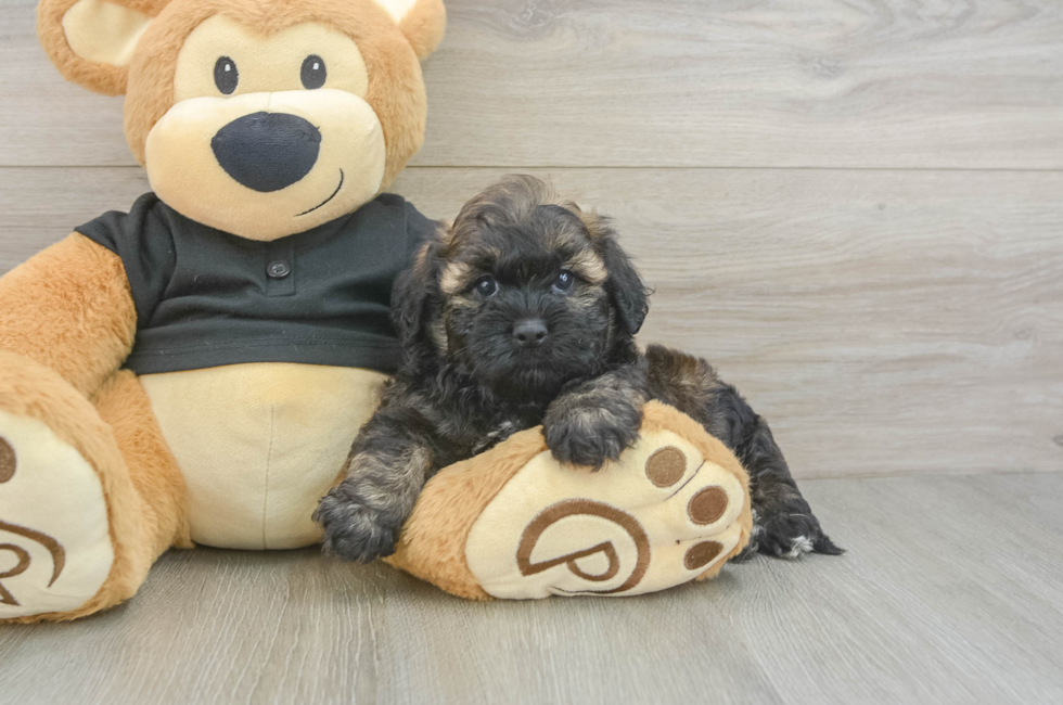 5 week old Shih Poo Puppy For Sale - Simply Southern Pups