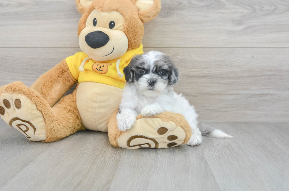 7 week old Shih Poo Puppy For Sale - Simply Southern Pups