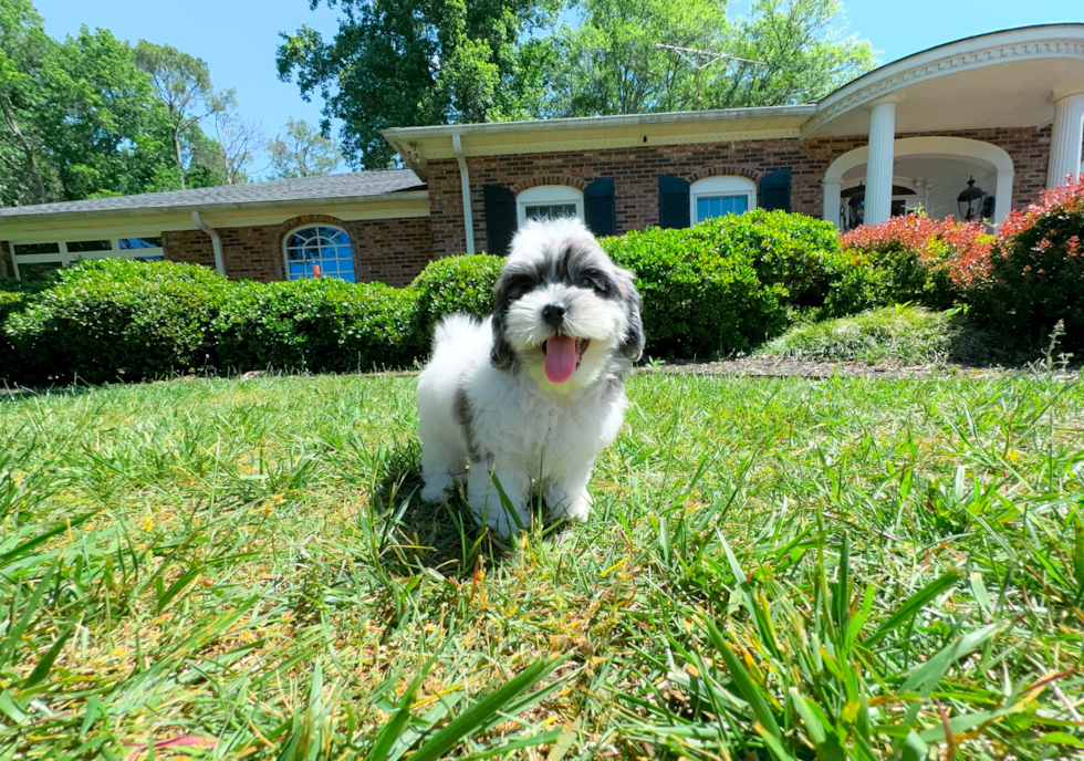 Shih Poo Pup Being Cute