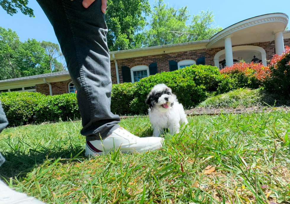 Cute Shih Poo Poodle Mix Pup