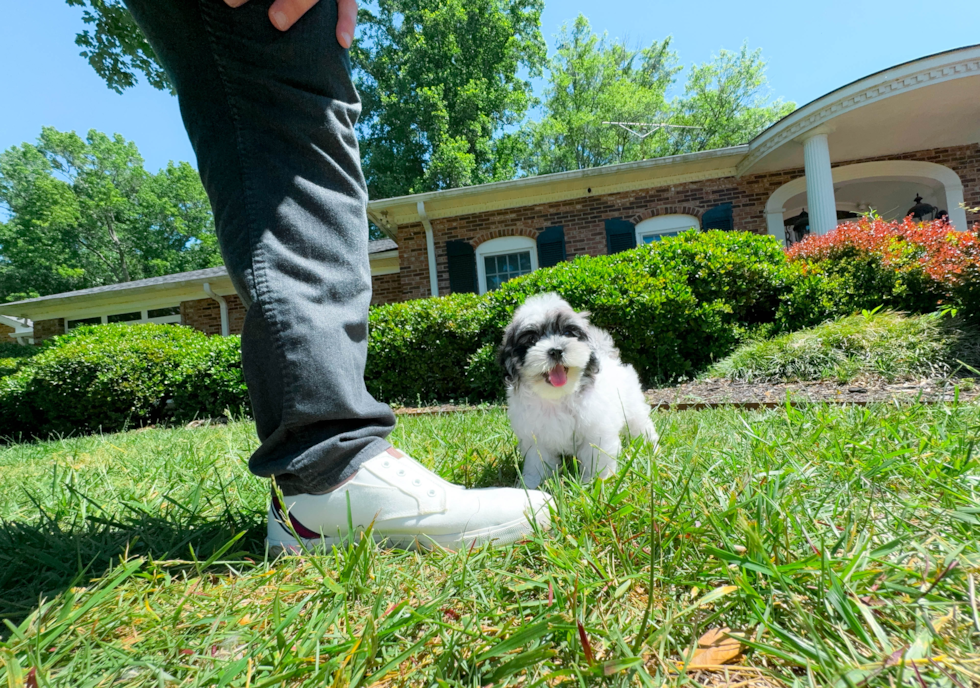 Cute Shih Poo Poodle Mix Pup