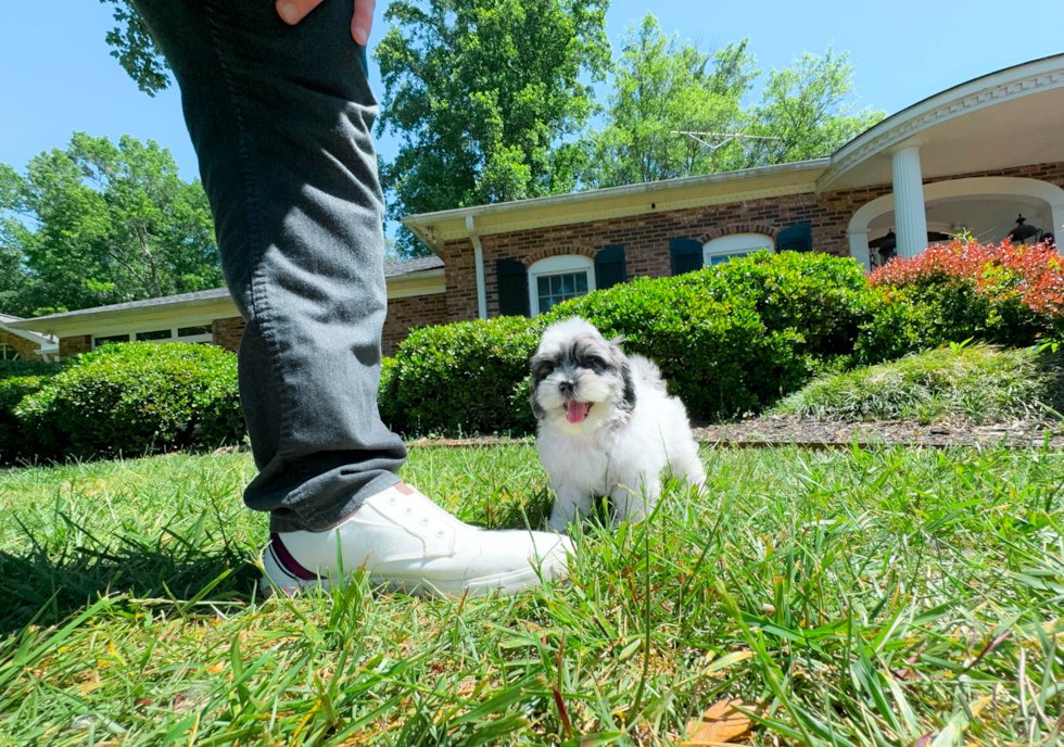 Cute Shihpoo Poodle Mix Puppy