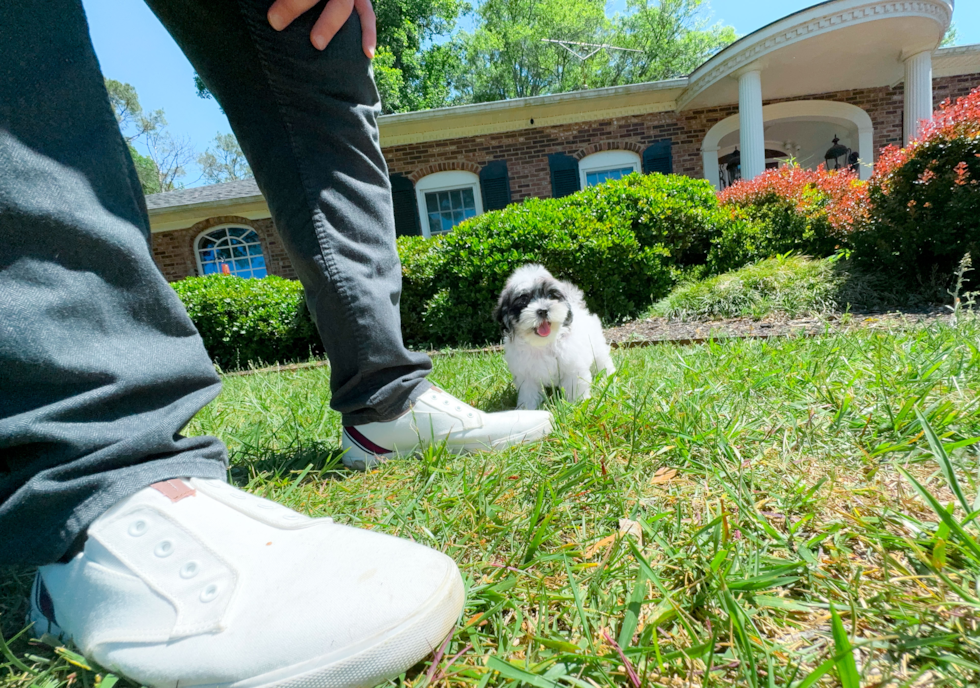 Cute Shih Poo Baby