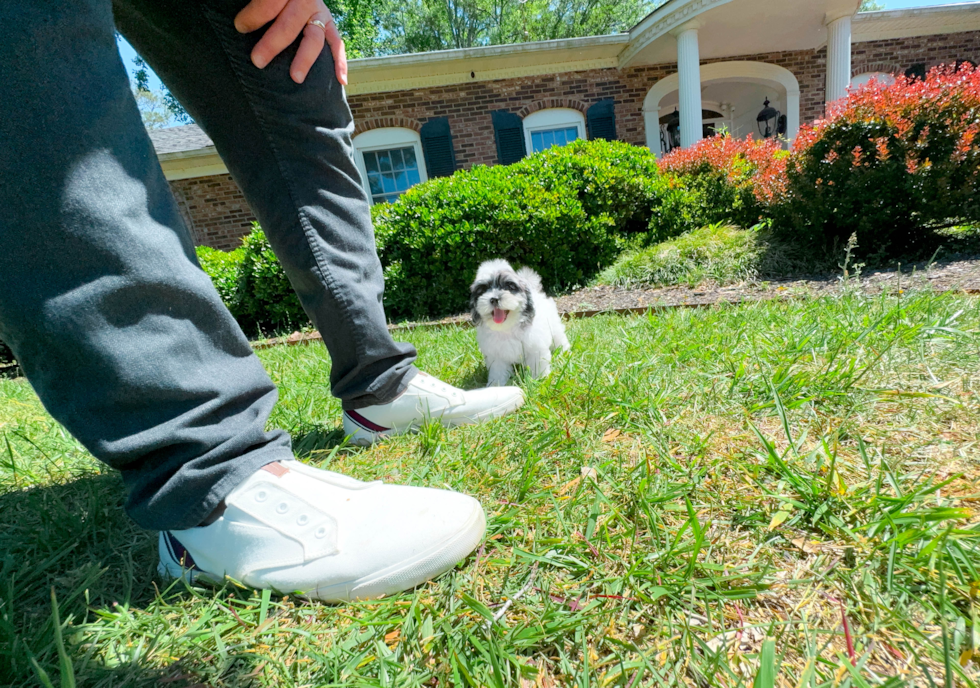 Cute Shih Poo Baby