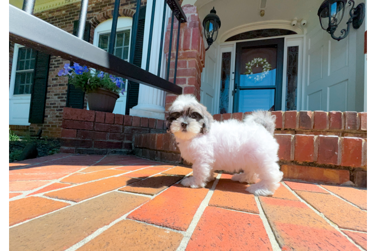 Cute Shihpoo Poodle Mix Puppy