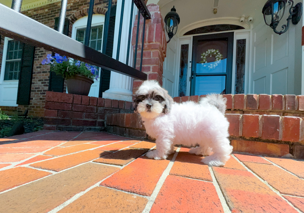 Cute Shihpoo Poodle Mix Puppy