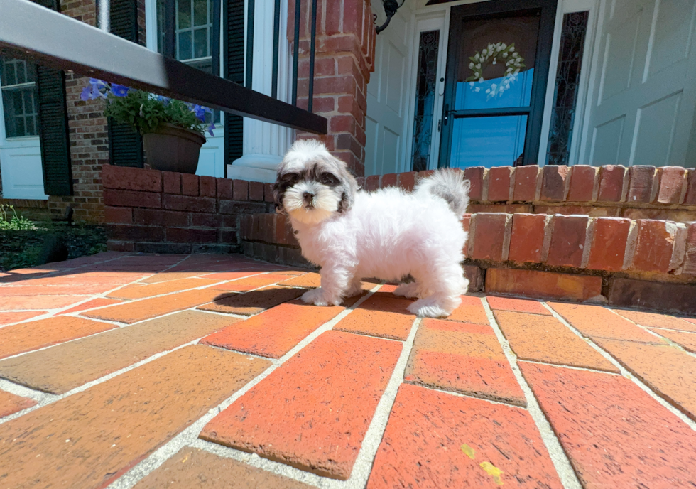 Cute Shih Poo Baby