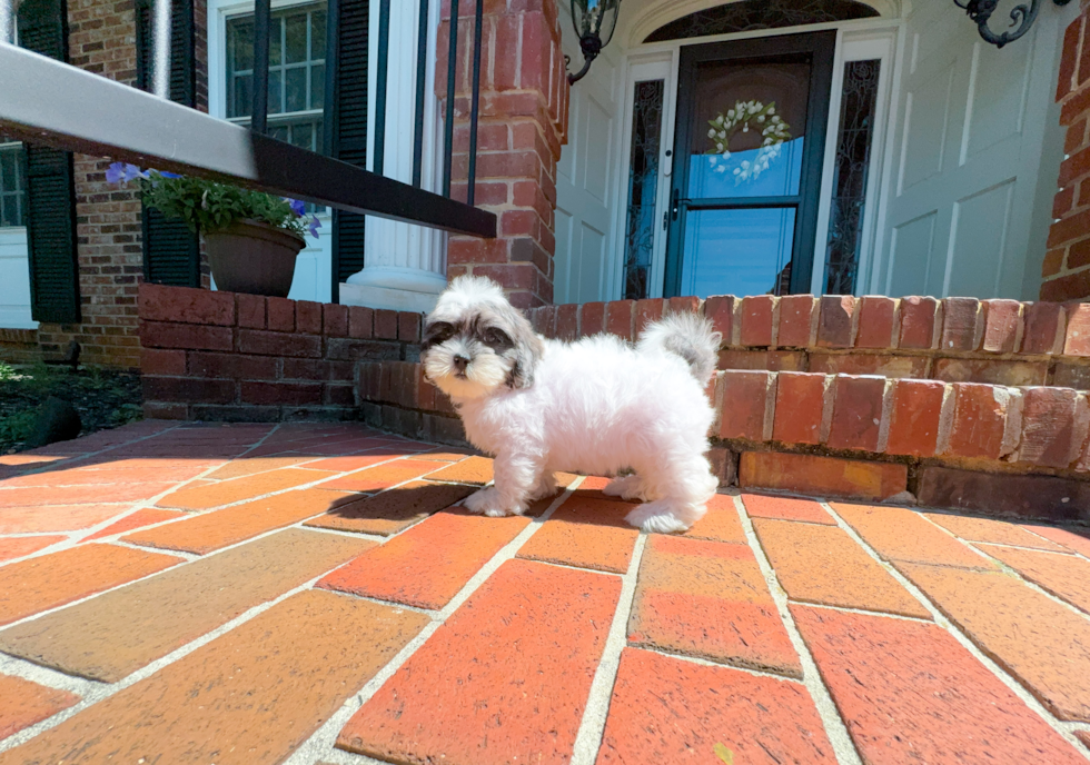 Best Shih Poo Baby