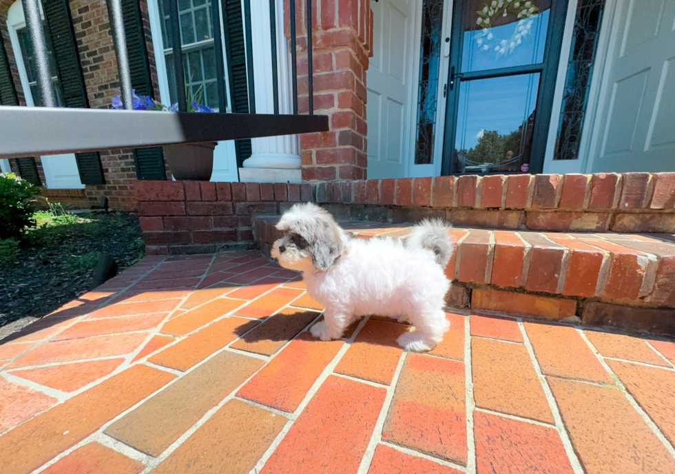 Shih Poo Puppy for Adoption